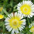 DELOSPERMA 'LIMONCELLO' 1G