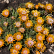 DELOSPERMA 'ORANGE CRUSH' 1G