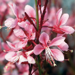 GAURA 'PASSIONATE BLUSH' 1G