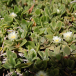 DELOSPERMA 'LEMON ICE' 1G