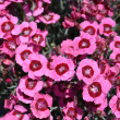 DIANTHUS 'PEPPERMINT STAR' 1G