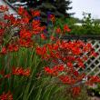 Crocosmia x crocosmiiflora Lucifer