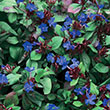 CERATOSTIGMA 'PLUMBAGINOIDES' 1G