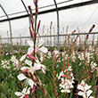 GAURA 'WHIRLING BUTTERFLIES' 1G
