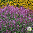 AGASTACHE 'ROSIE POSIE' 1G