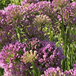 ALLIUM 'MILLENIUM' 1G