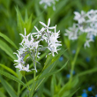 AMSONIA 'ILLUSTRIS' 1G