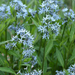 AMSONIA 'SALICIFOLIA' 1G