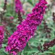 BUDDLEIA 'BUZZ HOT RASPBERRY' 1G