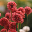 ARMERIA P. 'BALLERINA RED' 1Q