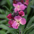 ERYSIMUM 'SS BICOLOR PURPLE' 1G