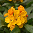 ERYSIMUM 'SS ORANGE' 1G