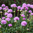 ARMERIA 'SWEET DREAMS' 1G