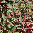 ARABIS 'LTL TREAS DEEP ROSE' 1QT