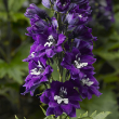 DELPHINIUM 'DELPHINA WHITE BLCK'