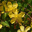 IBERIS 'SNOWDRIFT' 1G