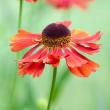 HELENIUM 'MOERHEIM BEAUTY' 1G