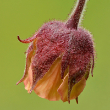 GEUM RIVALE 1G