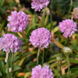 ARMERIA 'HYPNOTIC DREAMS' 1G