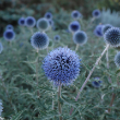 ECHINOPS 'BLUE GLOW' 1G