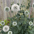 ECHINOPS 'STAR FROST' 1G