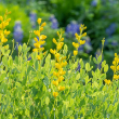 BAPTISIA 'TINCTORIA' 1G