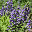 BAPTISIA 'BLUEBERRY SUNDAE' 2G