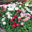 BELLIS 'BELLISSIMA MIX' 1G