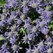 ERYNGIUM 'BLUE HOBBIT' 1G