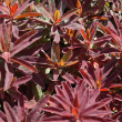 EUPHORBIA 'BONFIRE' 1G