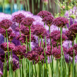 ALLIUM 'ATROPUREUM' 1G