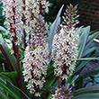 ERYNGIUM YUCCIFOLIUM 2G