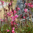 GAURA 'STEFFI DARK ROSE' 1G