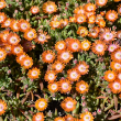 DELOSPERMA 'TOPAZ' 1QT