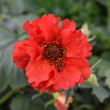 GEUM 'DOUBLE BLOODY MARY' 1G