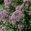 EUTROCHIUM MACULATUM 2G