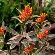 ASCLEPIAS 'MONARCH BANQUET' QT