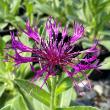 Centaurea montana 'Amethyst Dream'