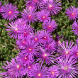 DELOSPERMA 'COOPERI' QT