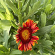 GAILLARDIA 'ARIZONA RD SHADE' 1G