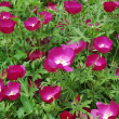 CALLIRHOE 'INVOLUCRATA' 1G