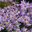 ASTER 'TWILIGHT' 1G
