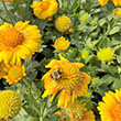 GAILLARDIA 'ARIZONA APRICOT' 1G
