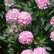 ARMERIA DREAMERIA DAYDREAM 1G