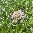 ALLIUM 'SUMMER BEAUTY' 1G