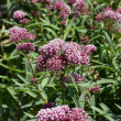 ASCLEPIAS 'CINDERELLA' 1G