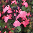 Salvia 'mirage Hot Pink' 1g
