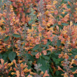 AGASTACHE 'ORANGE' 1G