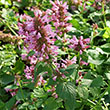 AGASTACHE 'LAVENDER' 1G