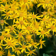 PACKERA 'AUREA GOLDEN RAG' 1G